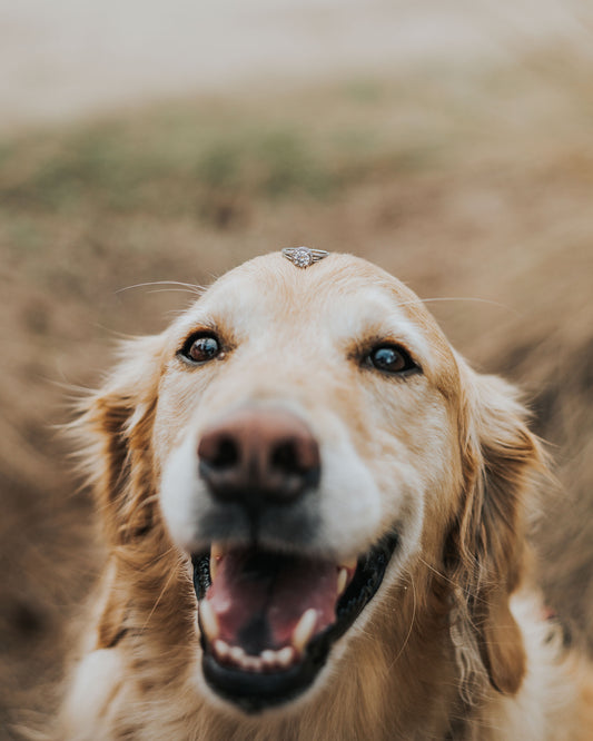 You Think I’m Sarcastic? MEGA MONDAY 02/14 PRE ORDER